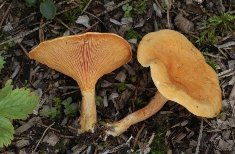 Говорушка оранжевая ложная Лисичка