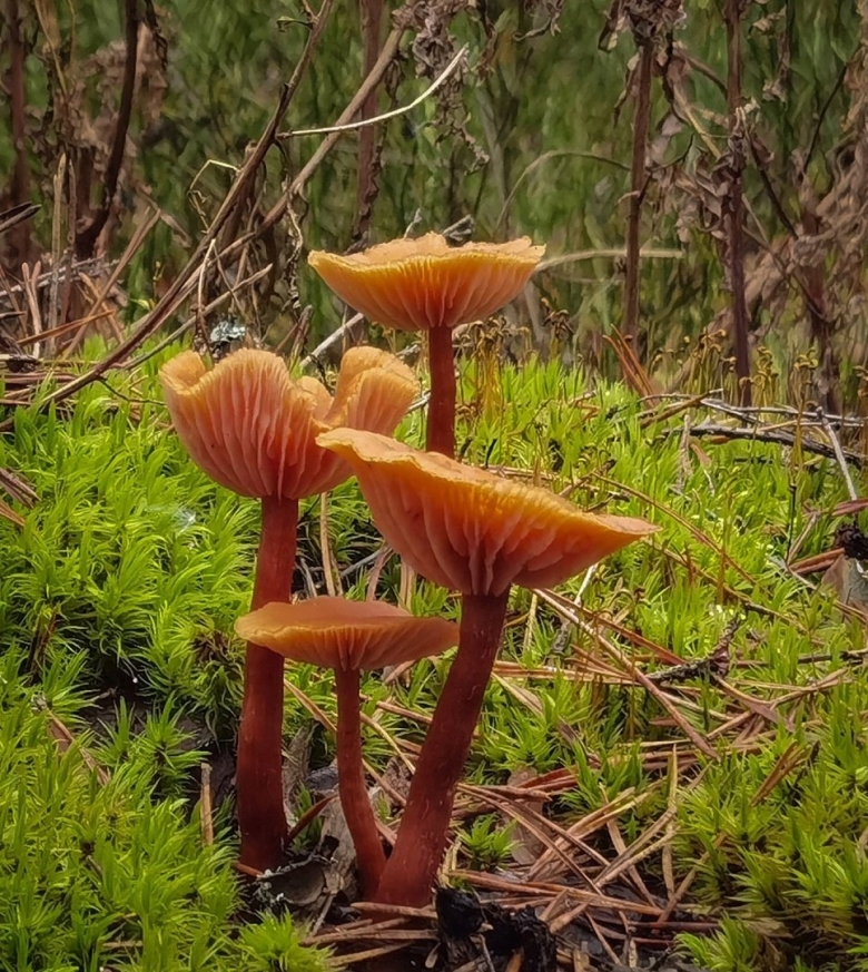 Лаковица обыкновенная гриб