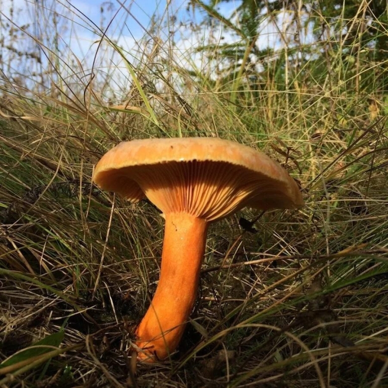 Млечник Рыжик гриб