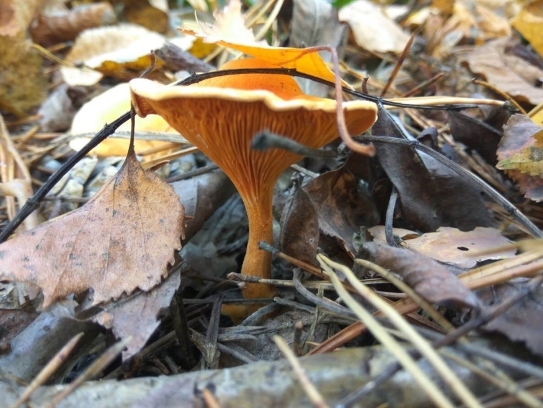 Говорушка оранжевая ложная Лисичка