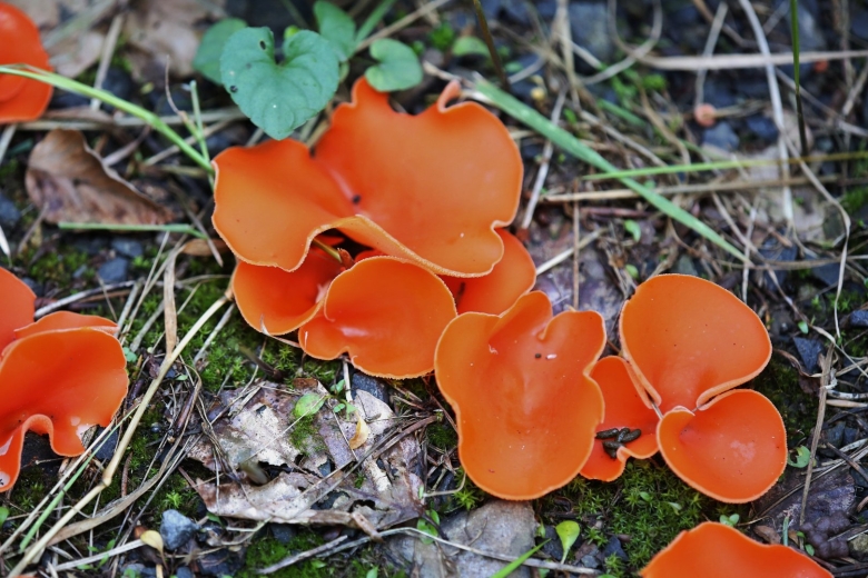 Алеврия оранжевая грибы съедобные