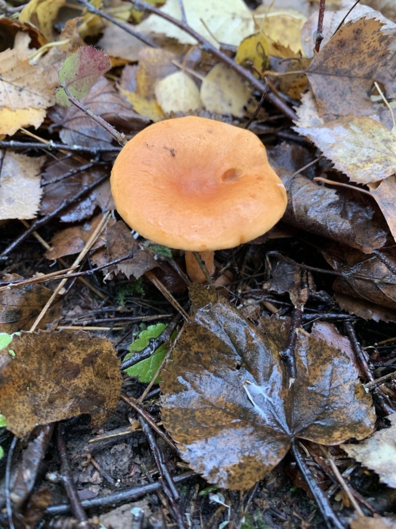 Маленькие рыжие грибы