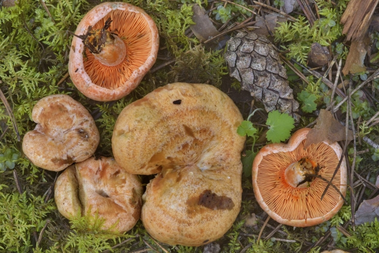 Рыжик Боровой Сосновый