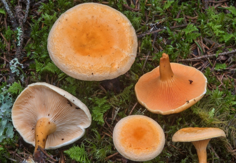 Говорушка оранжевая ложная Лисичка