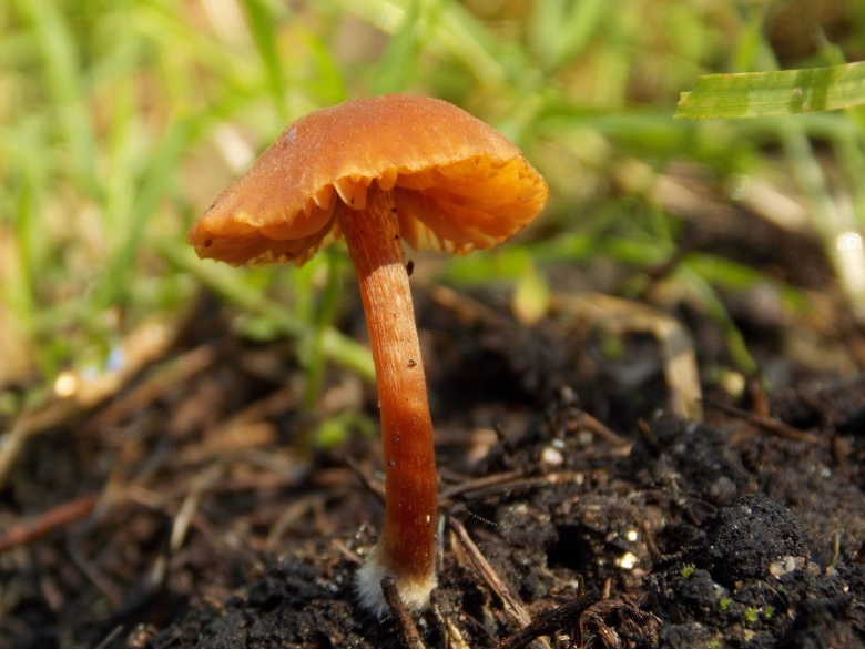 Волнушки маслята рыжики