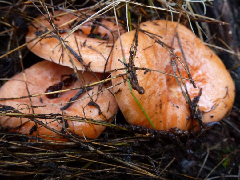 Съедобные грибы в Бурятии
