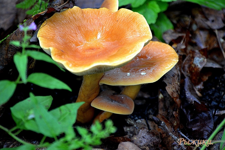 Рыжие грибы фото и названия