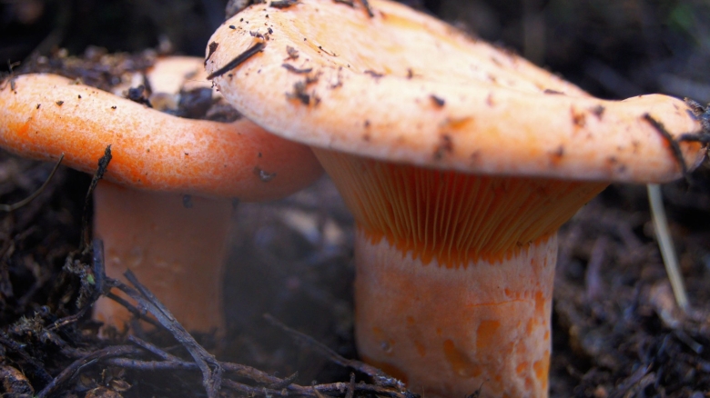 Lactarius badiosanguineus