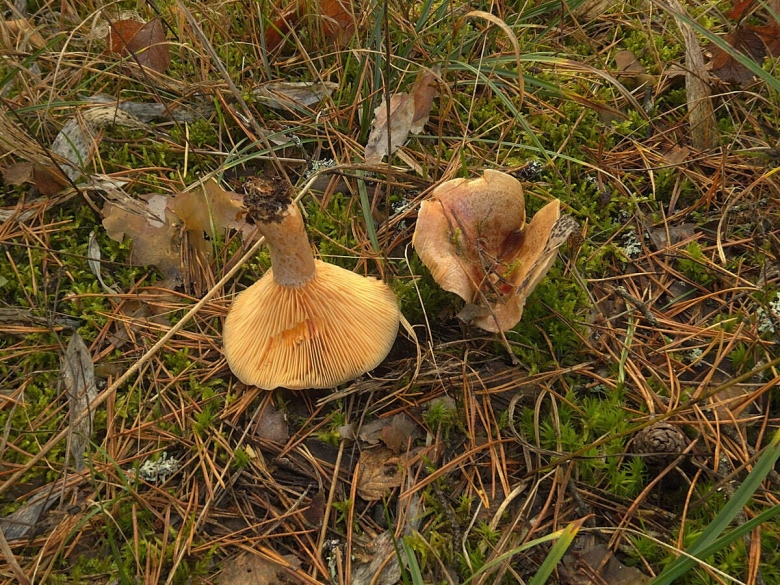 Млечник неедкий гриб