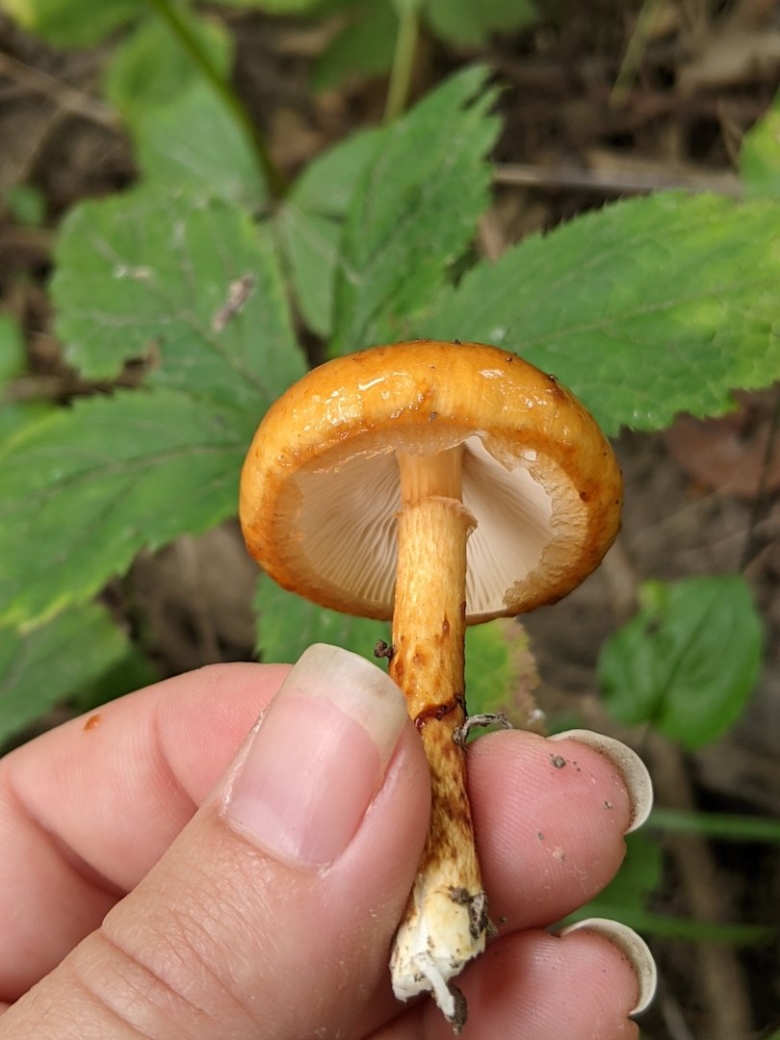 Лимацелла липкая