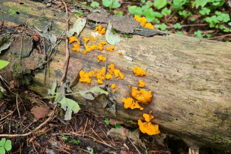 Дрожалка листоватая Tremella foliacea