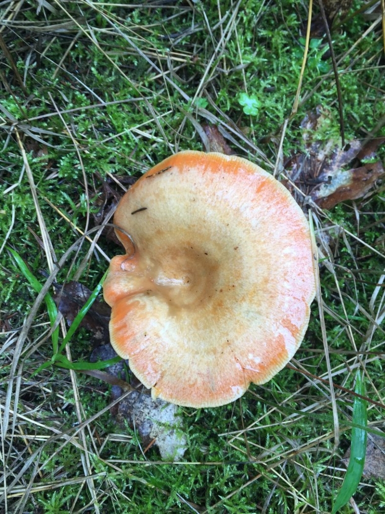 Волнушка гименофор