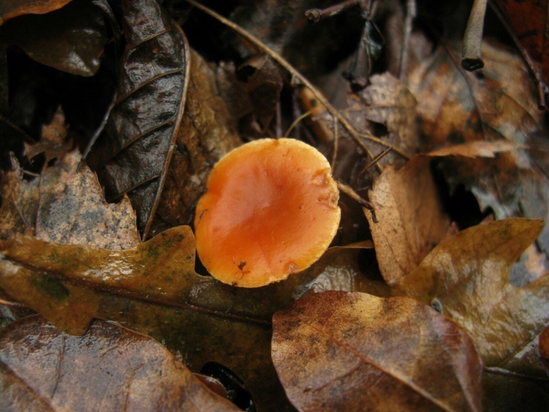 Млечник неедкий оранжевый