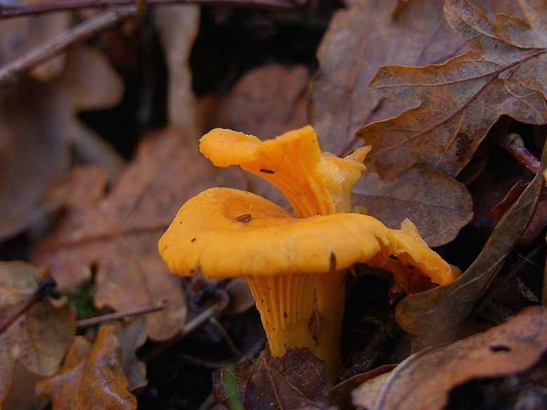 Грибы рыжики и лисички