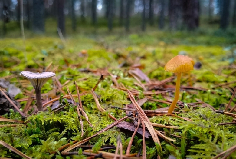 Псилоцибиновый гриб галерина моховая