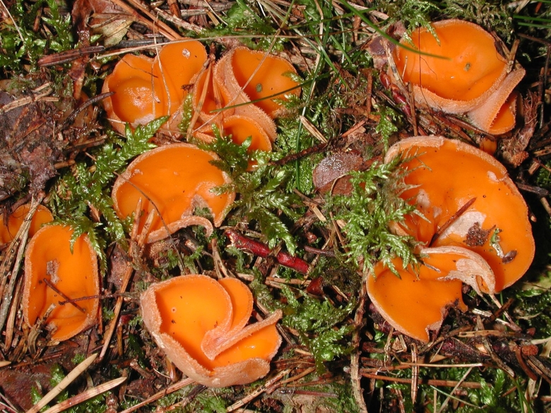 Маленькие рыжие грибы