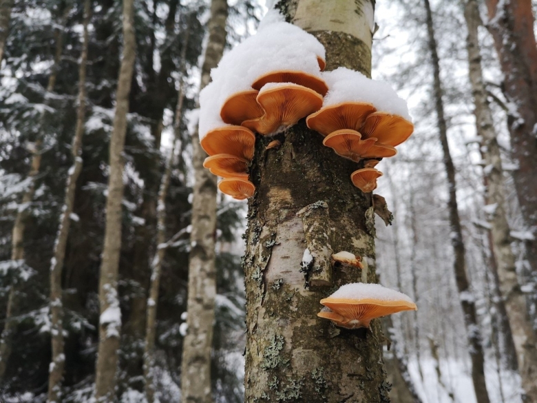 Филлотопсис гнездовидный