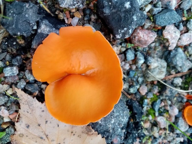 Алеврия оранжевая грибы