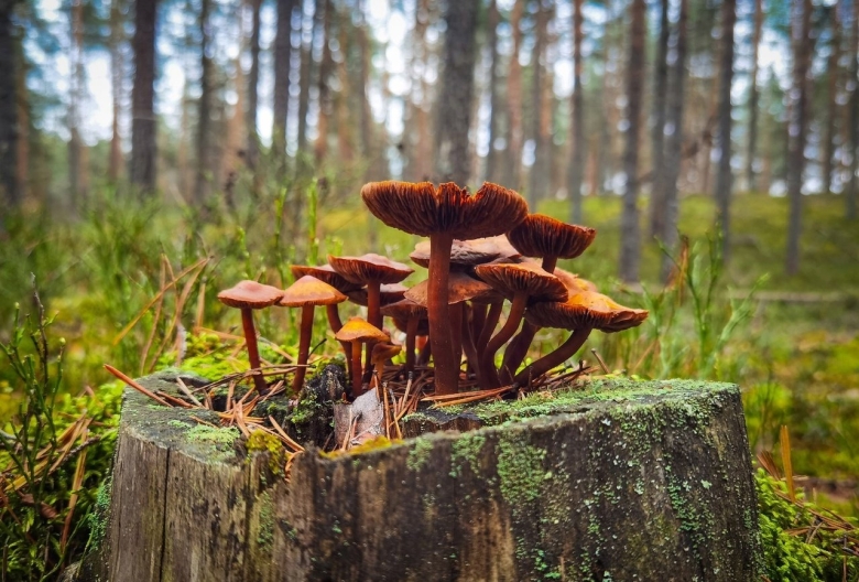 Гриб в лесу