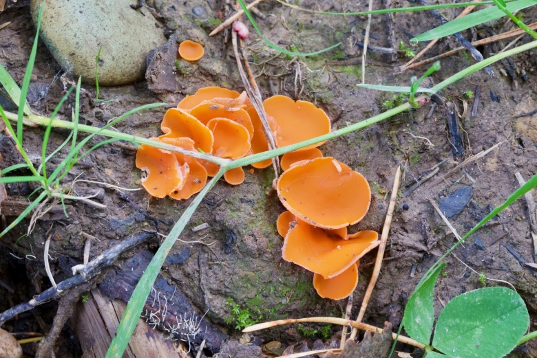 Алеврия оранжевая грибы