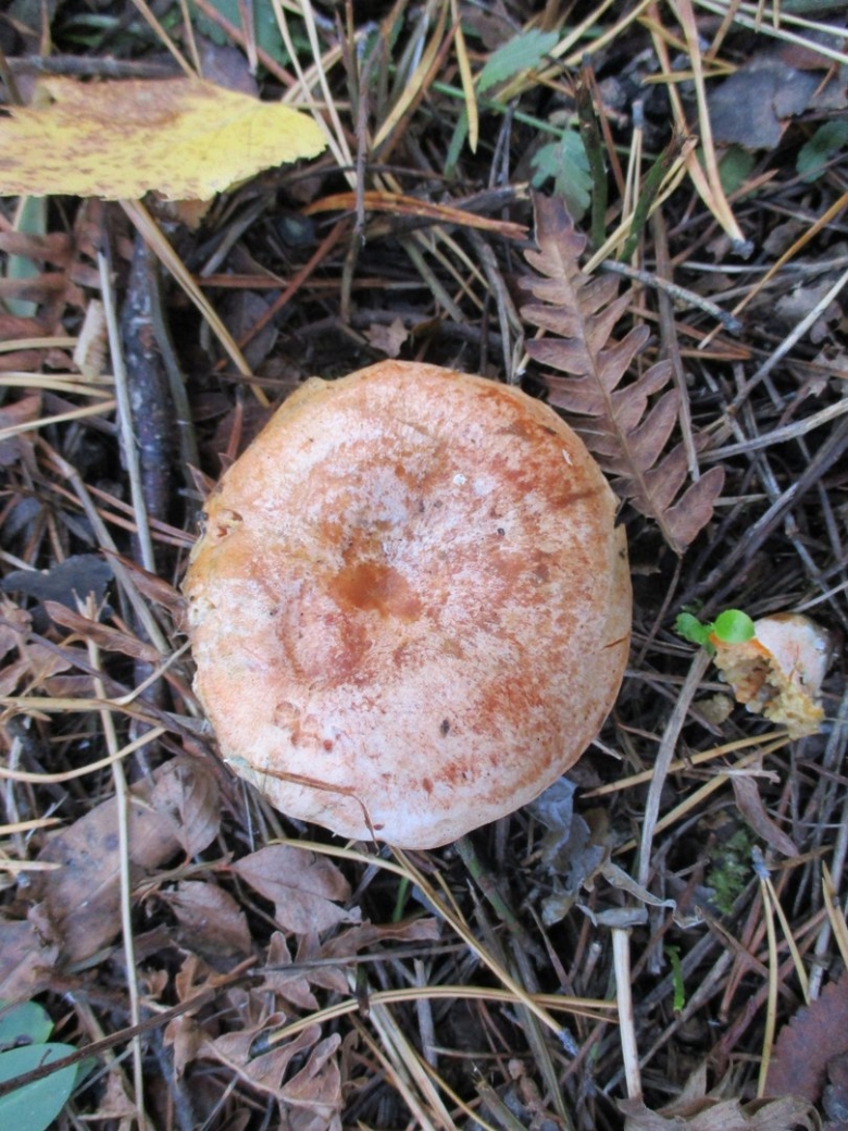 Млечник рыжик гриб