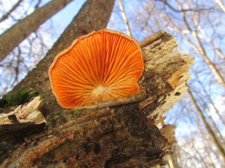 Дрожалка оранжевая гриб