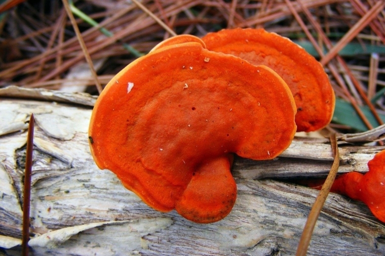 Pycnoporus cinnabarinus