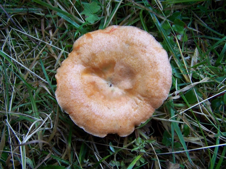 Груздь бахромистый Lactarius citriolens