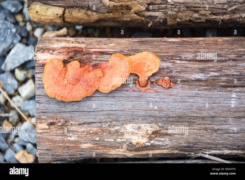 Грибы растущие на бревнах