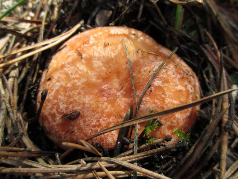 Рыжики в Удмуртии