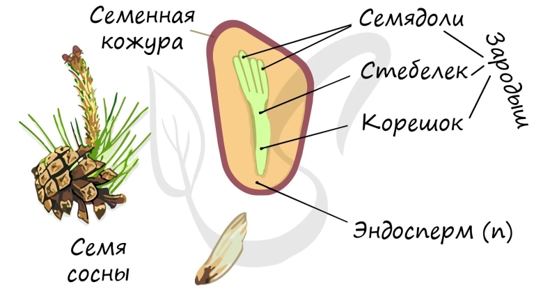 Семена голосеменных строение