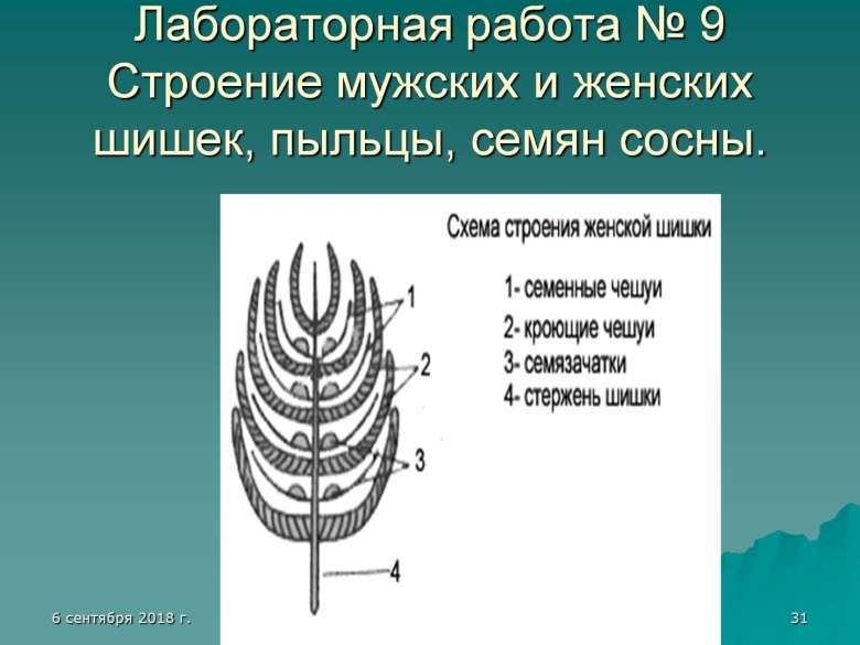 Строение мужской шишки сосны обыкновенной