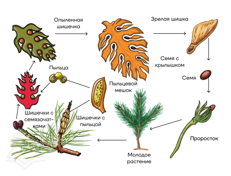 Размножение голосеменных растений схема
