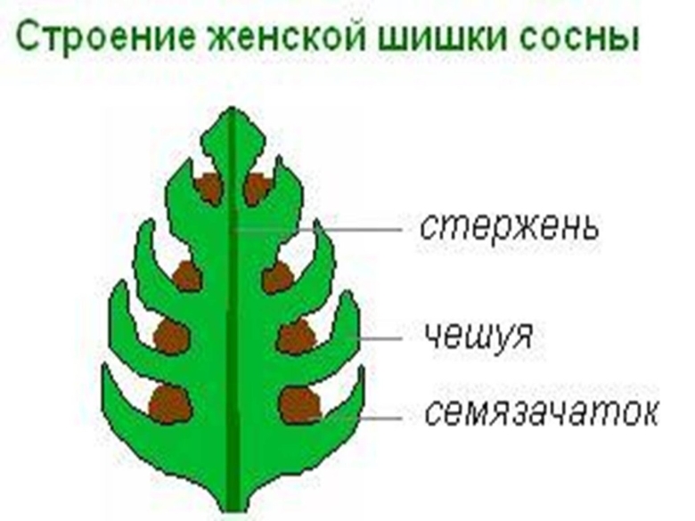 Строение мужской и женской шишки голосеменных растений
