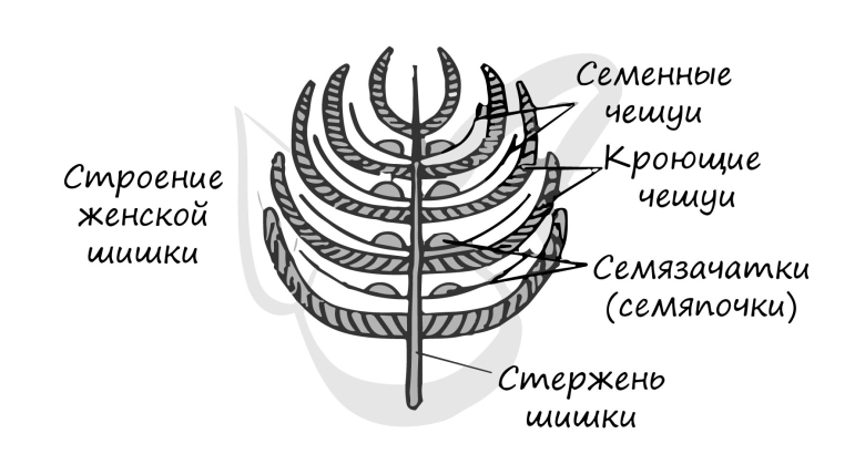 Схема строения женской шишки сосны