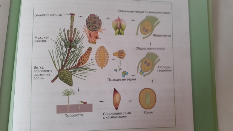 Жизненный цикл развития сосны обыкновенной
