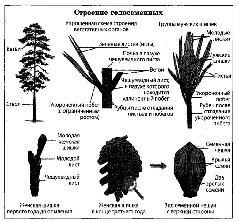 Чешуевидные листья у голосеменных