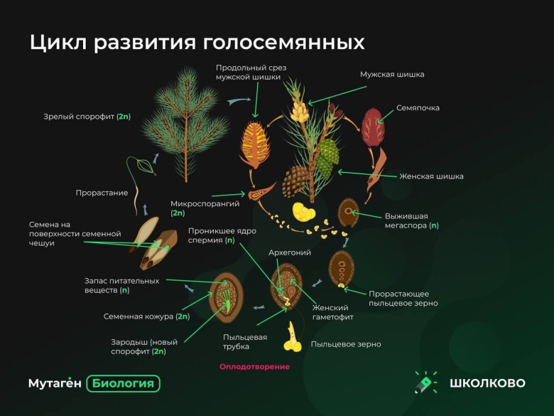 Цикл развития голосеменных растений