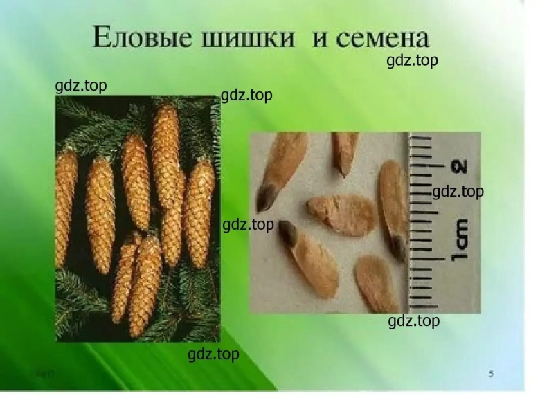Форма семенной чешуйки сосны сибирской
