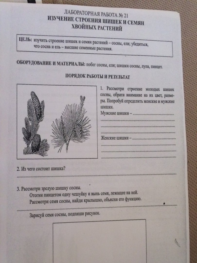 Изучение внешнего строения хвои шишек и семян