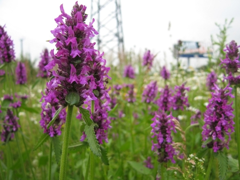 Полевой шалфей буквица