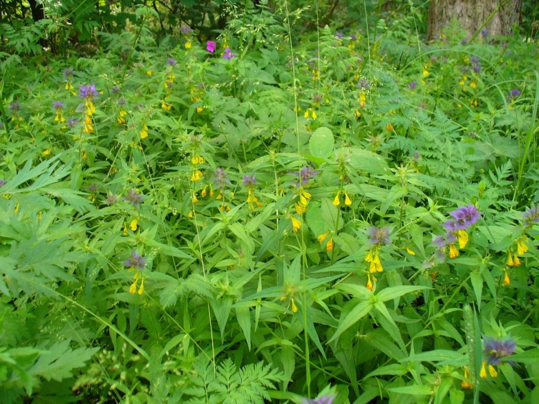 Атлас травянистые растения Подмосковья