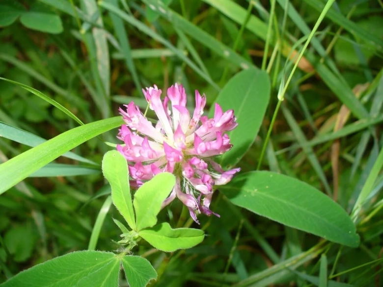 Растения Вологодской области