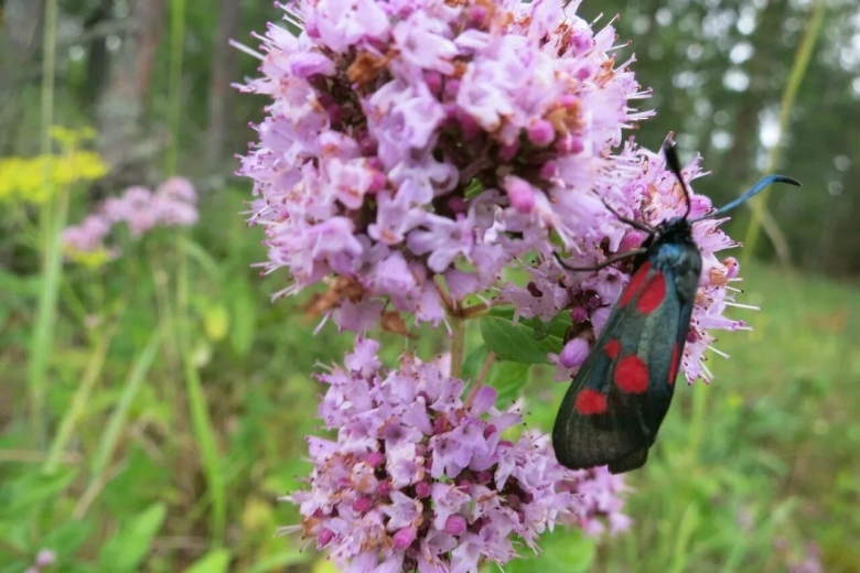 Растения Тверского края