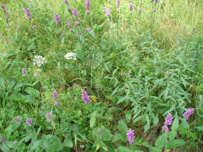 Дикие растения Подмосковья