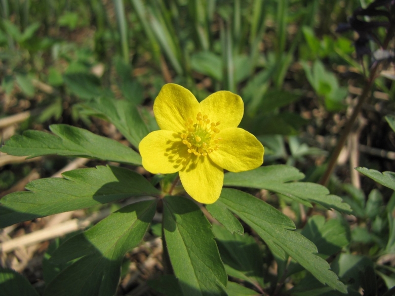 Ветреница лютиковая