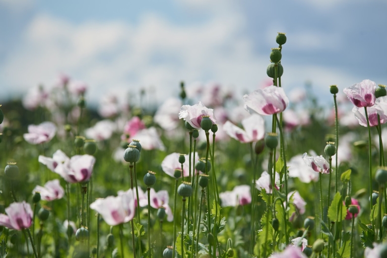 Цветы Почеп