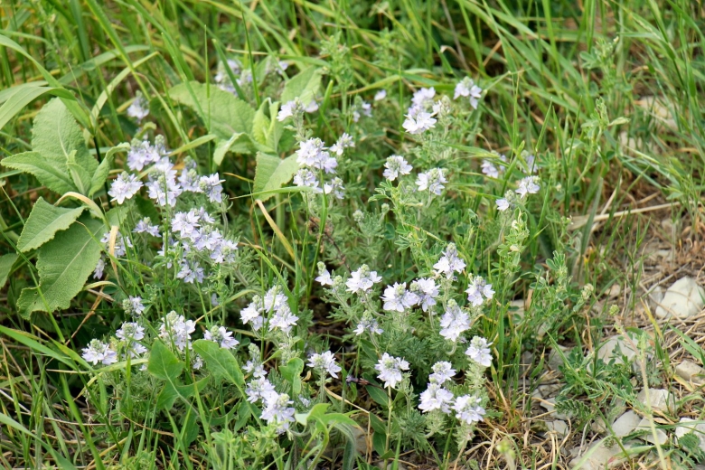 Майские лекарственные травы