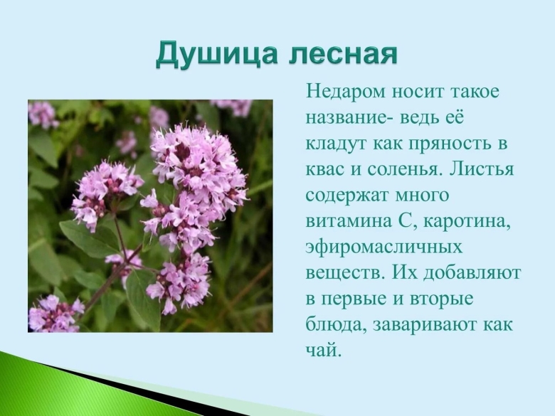 Душица обыкновенная