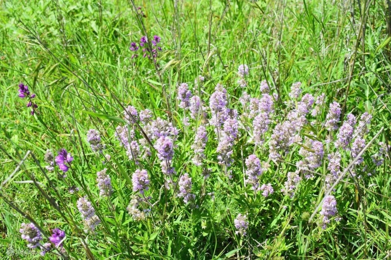 Чабрец Луговой